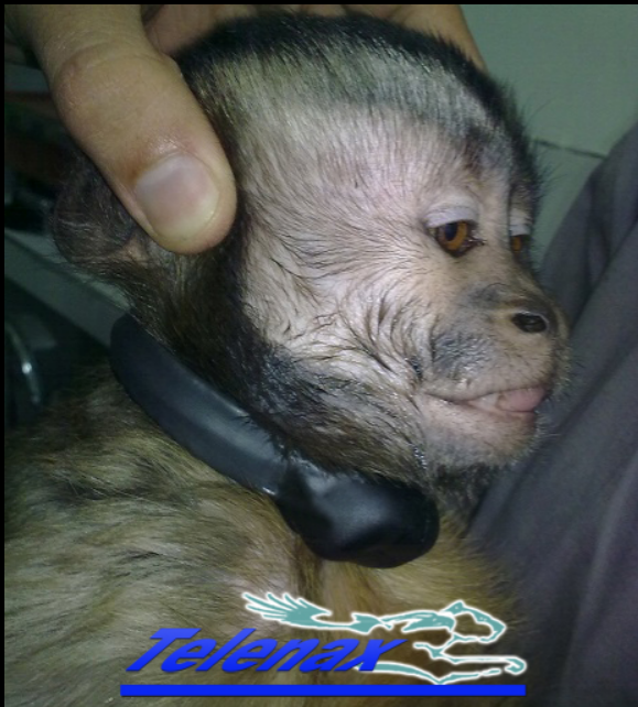 Telenax, Monkey, mammal, GPS monkey, tracking monkey, radio tracking monkey