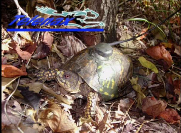 vhf for turtle, tracking for turtle, radio tracking for turtle, gps for turtle, Telenax